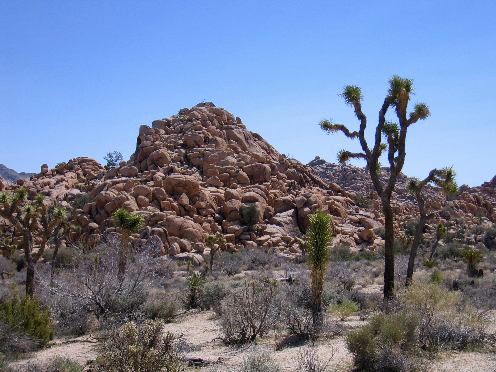 Canon POWERSHOT S60 sample photo. Joshua tree national park photography