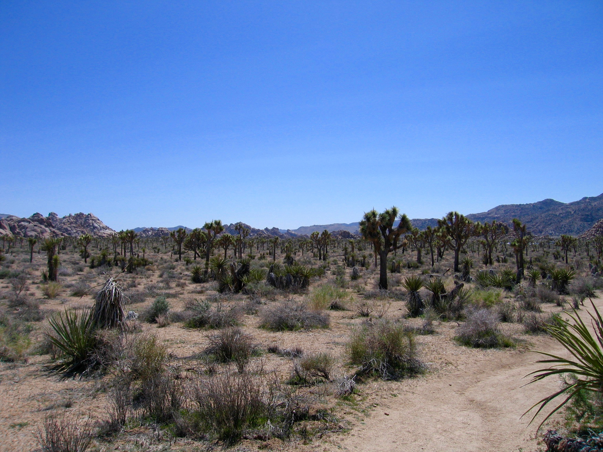 Canon POWERSHOT S60 sample photo. Joshua tree national park photography