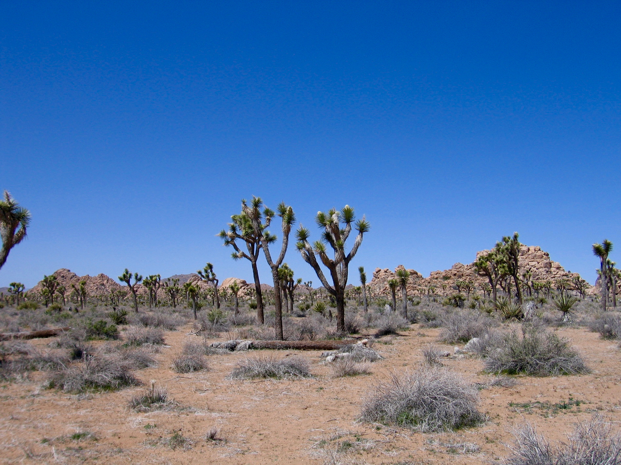 Canon POWERSHOT S60 sample photo. Joshua tree national park photography