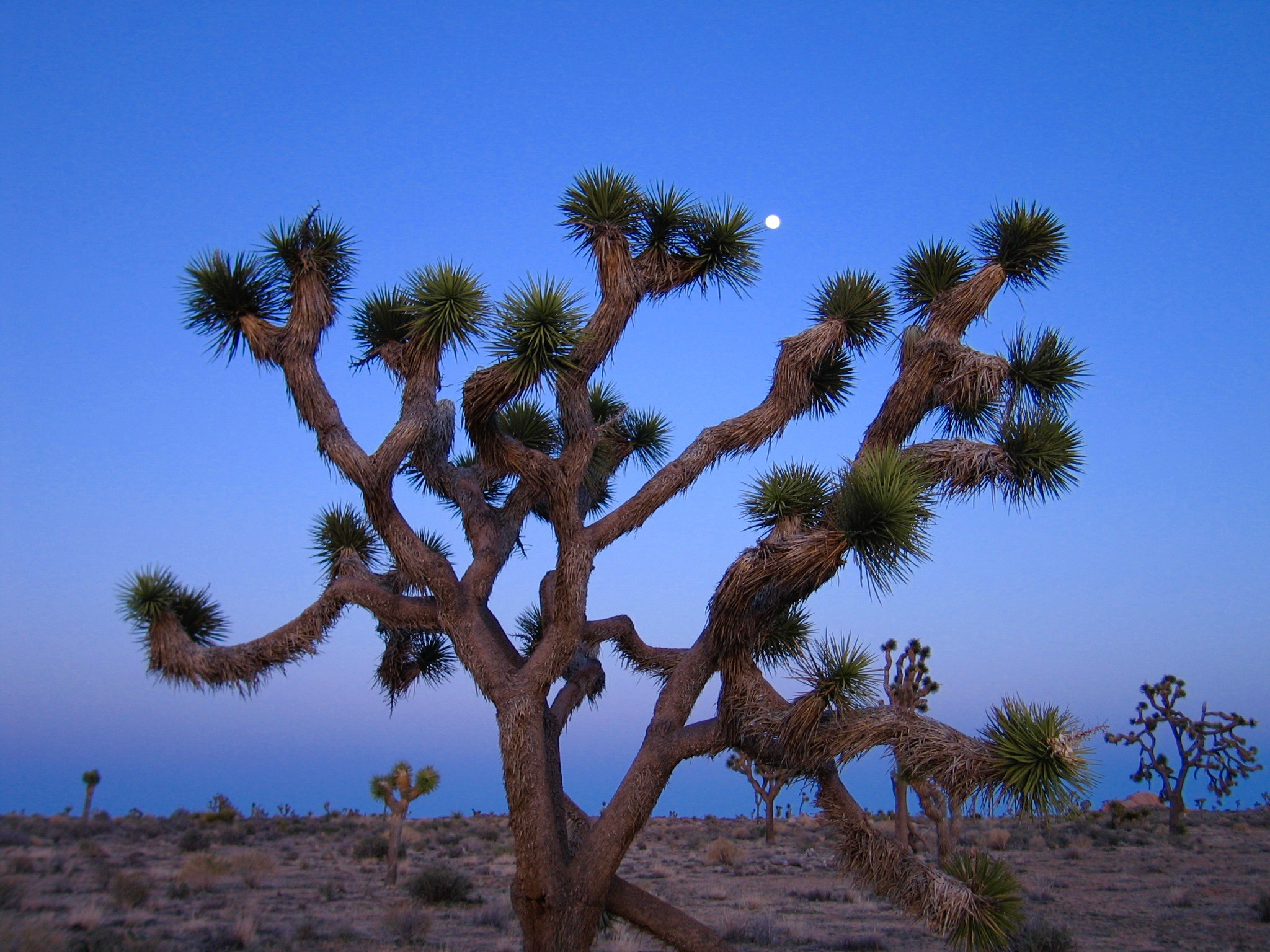 Canon POWERSHOT S60 sample photo. Joshua tree national park photography
