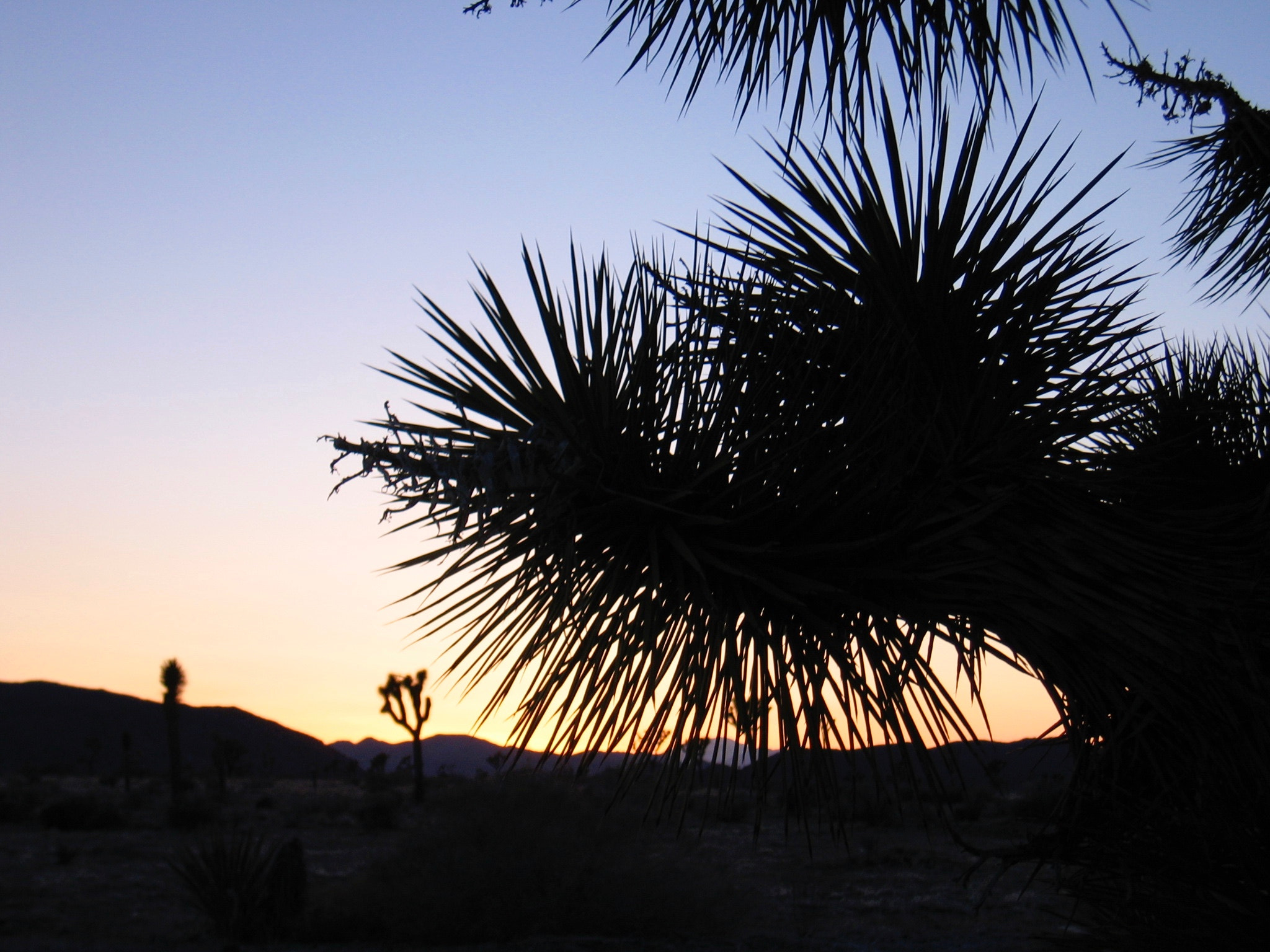 Canon POWERSHOT S60 sample photo. Joshua tree national park photography