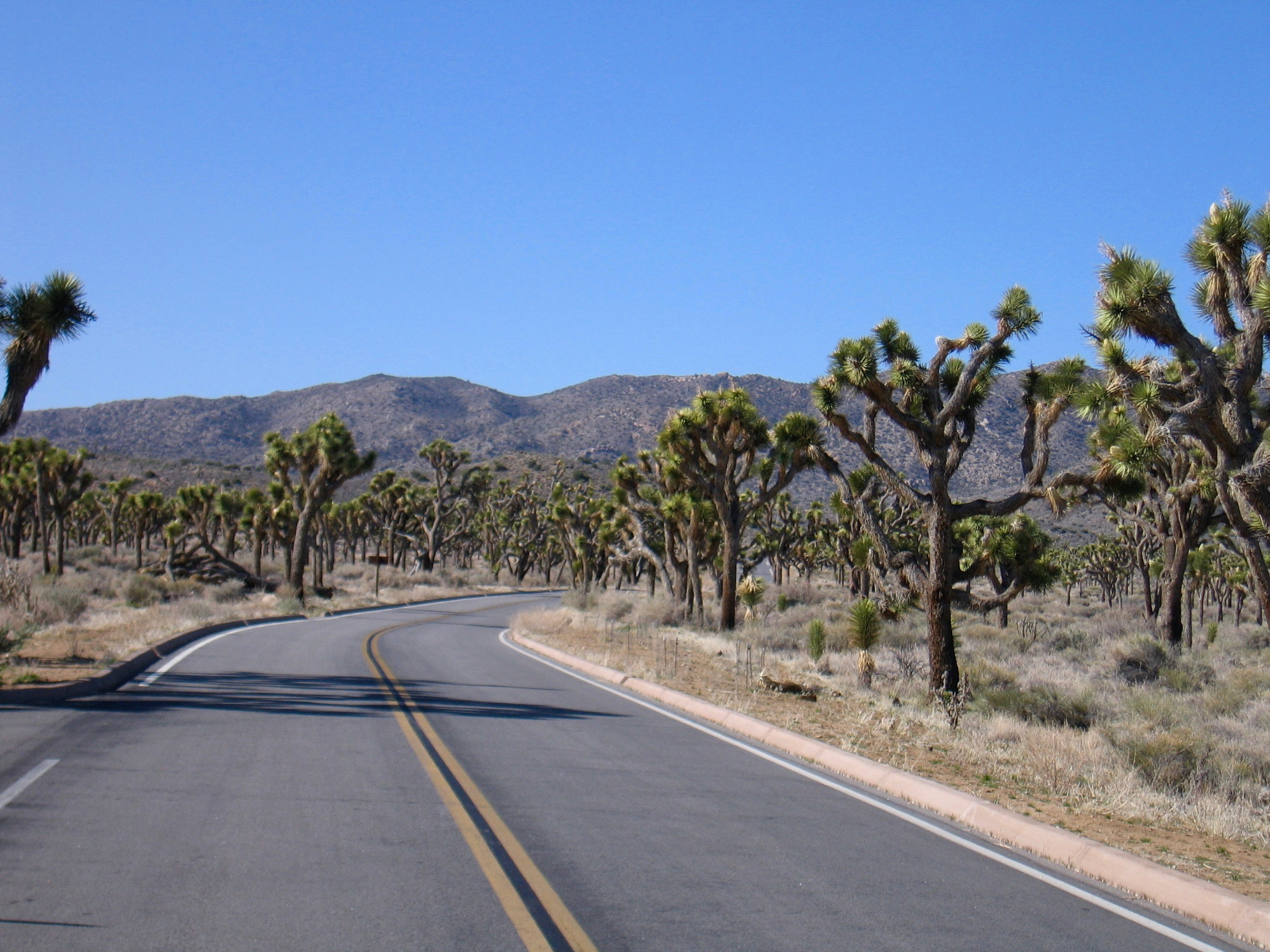 Canon POWERSHOT S60 sample photo. Joshua tree national park photography
