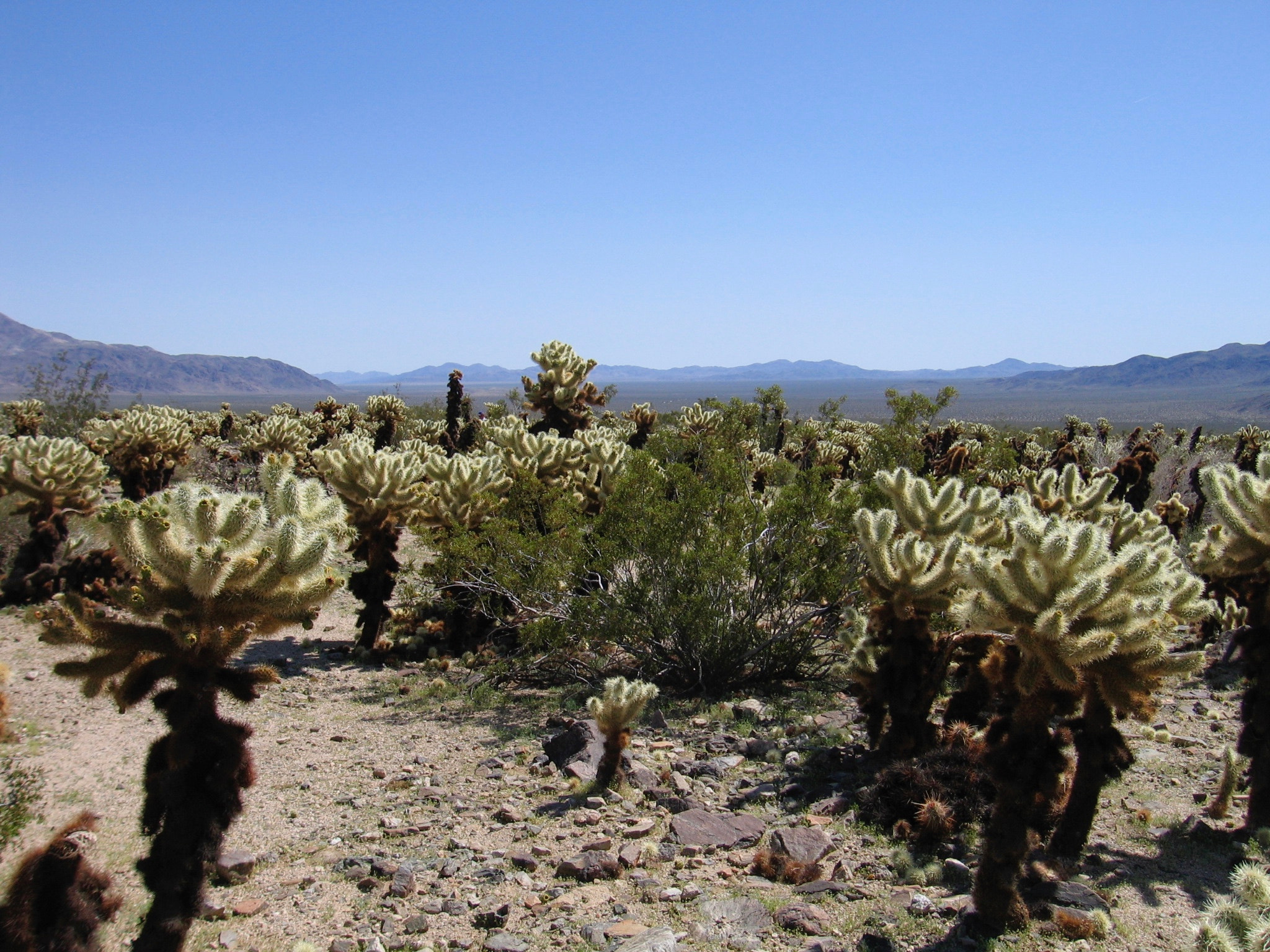 Canon POWERSHOT S60 sample photo. Joshua tree national park photography