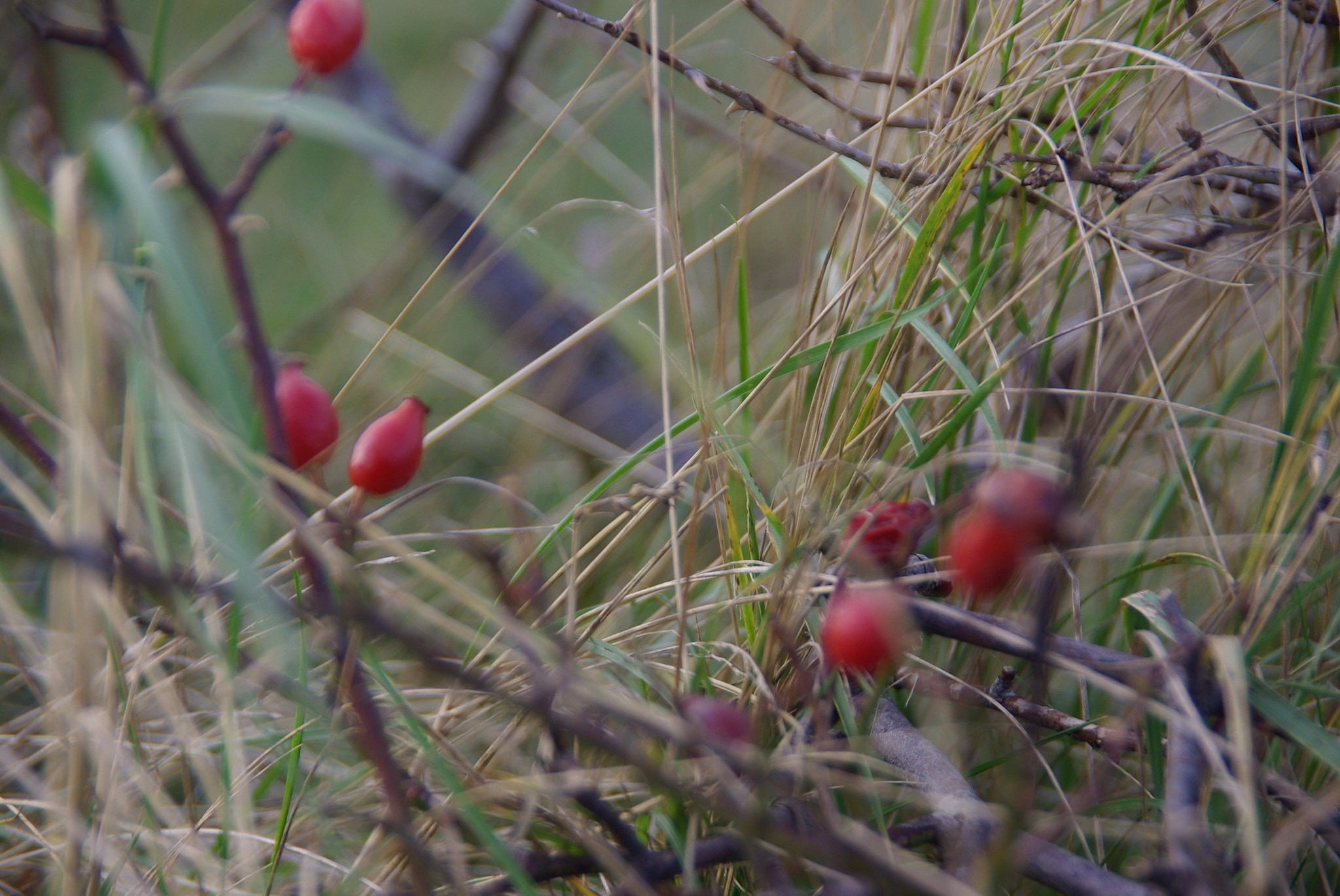 Pentax K10D sample photo. Grass photography