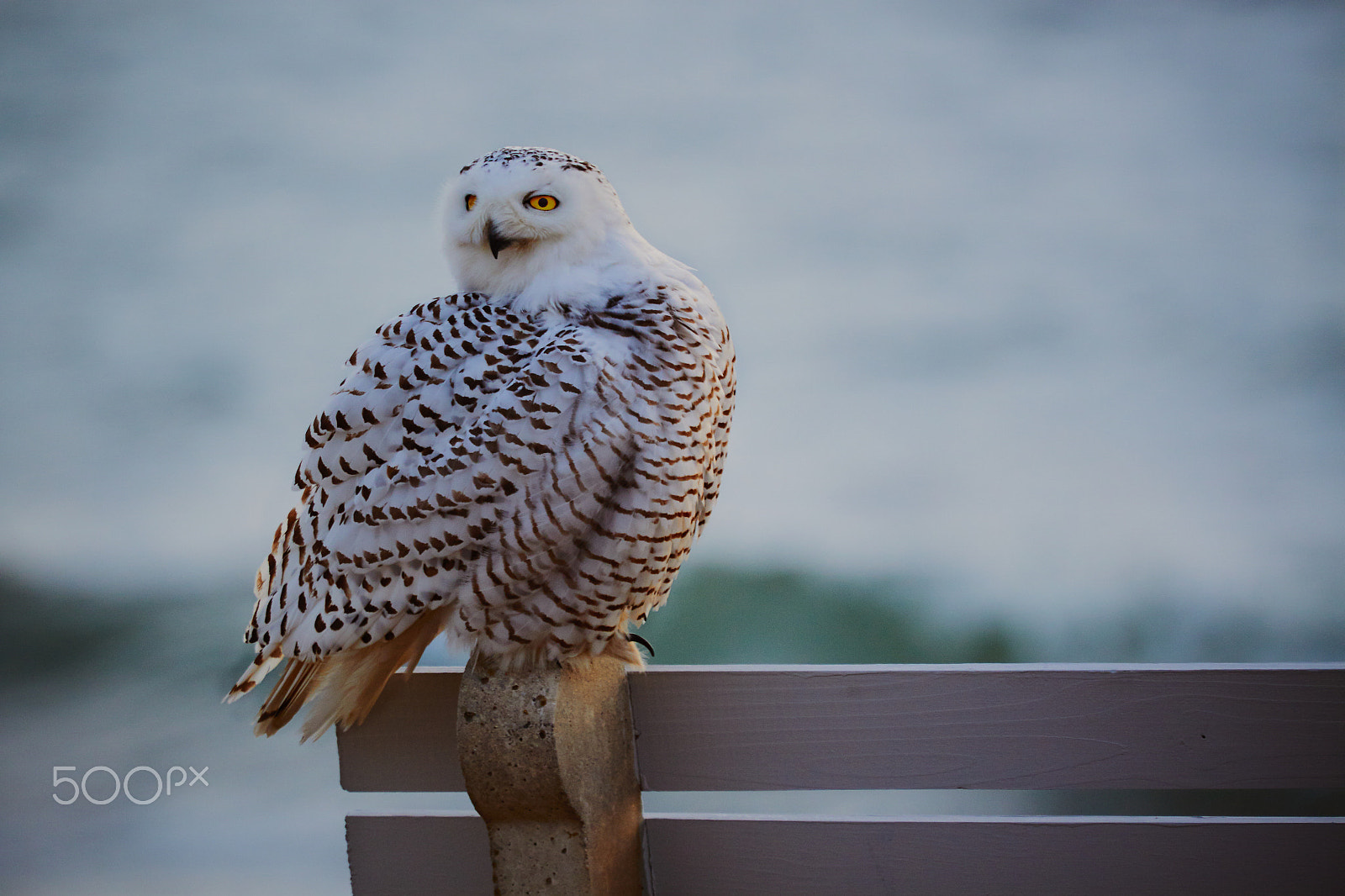 Canon EF 100-400mm F4.5-5.6L IS USM sample photo. Owl bench resting photography