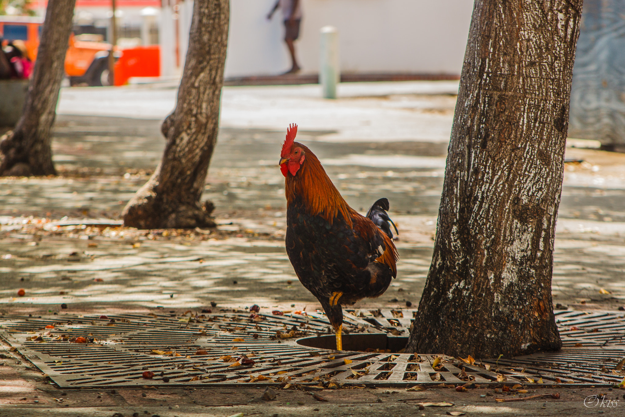 Canon EF 28-105mm f/3.5-4.5 USM sample photo. Caribbean bird photography