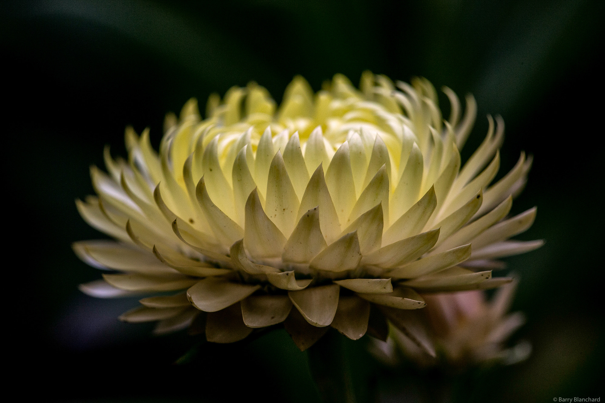 Canon EF 180mm F3.5L Macro USM sample photo. Strawflower no.21 © barry blanchard photography