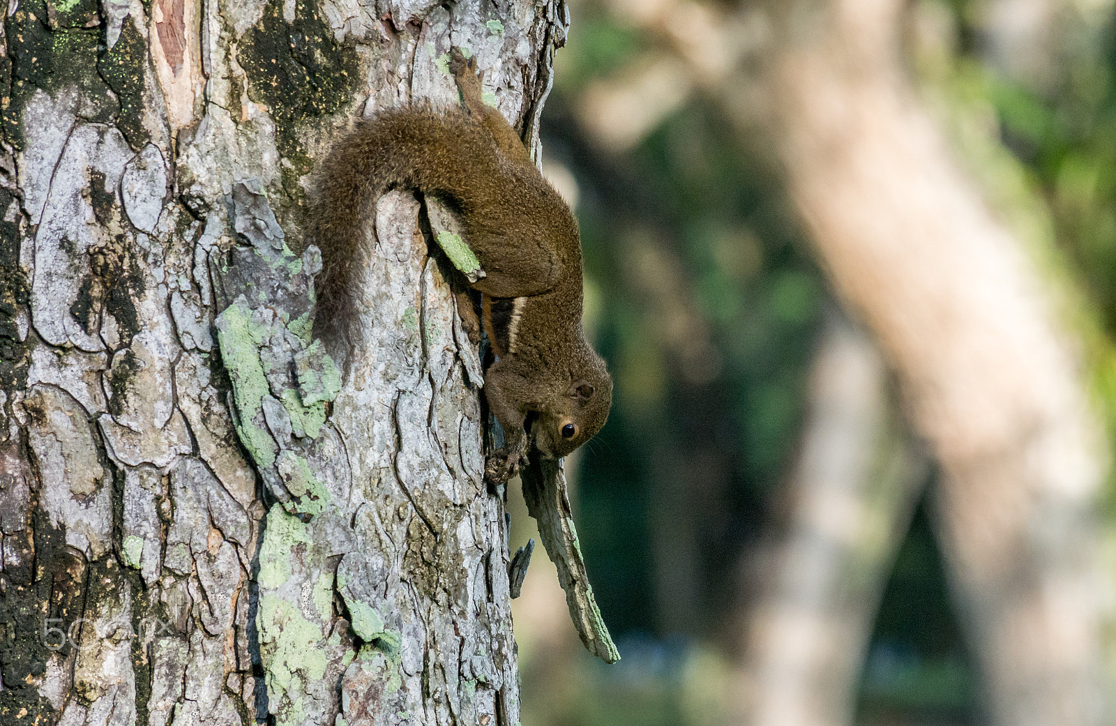 Olympus OM-D E-M5 sample photo. Plantain squirrel peeling a tree bark photography
