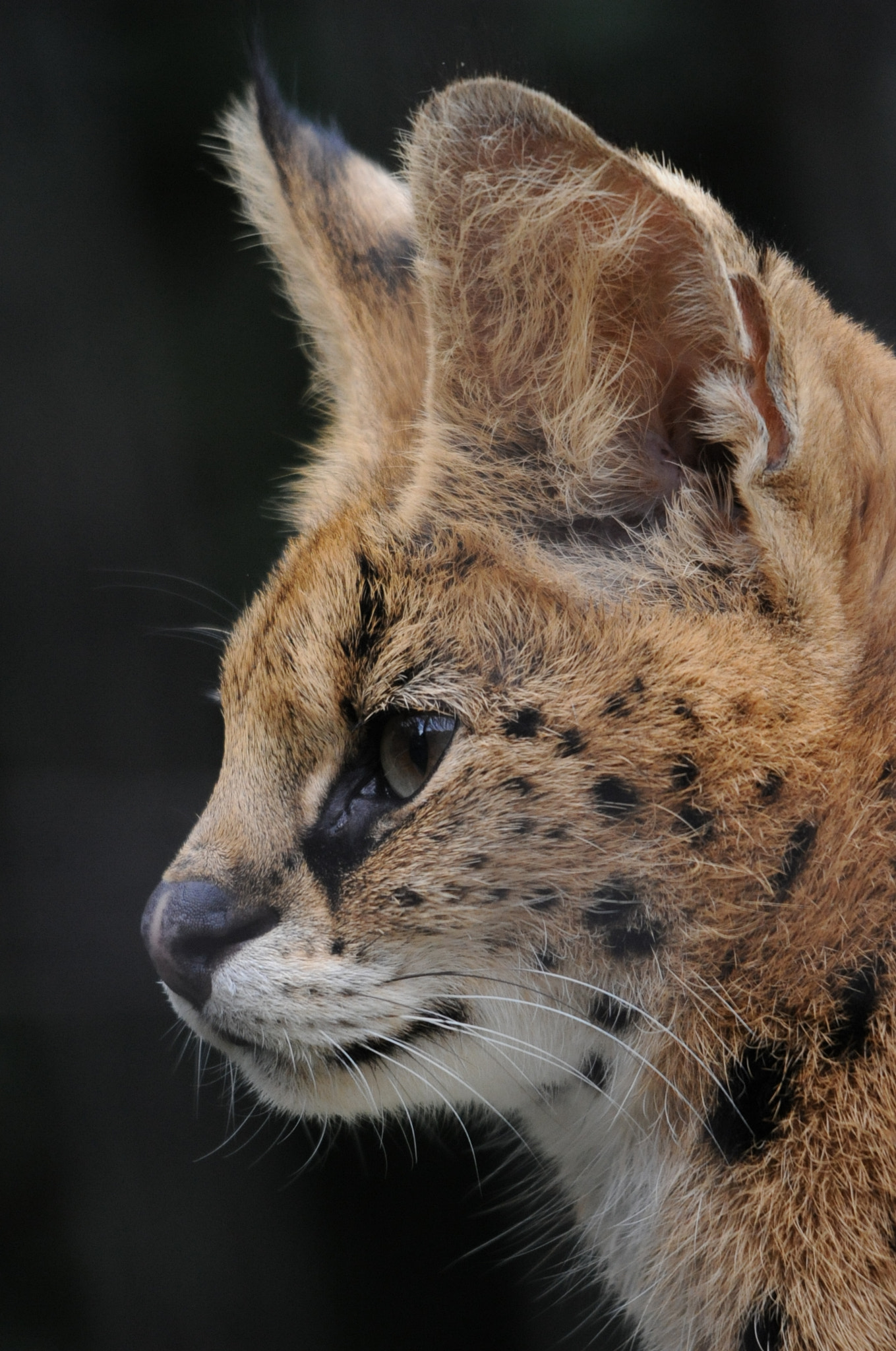 Sigma 150-500mm F5-6.3 DG OS HSM sample photo. Hear photography