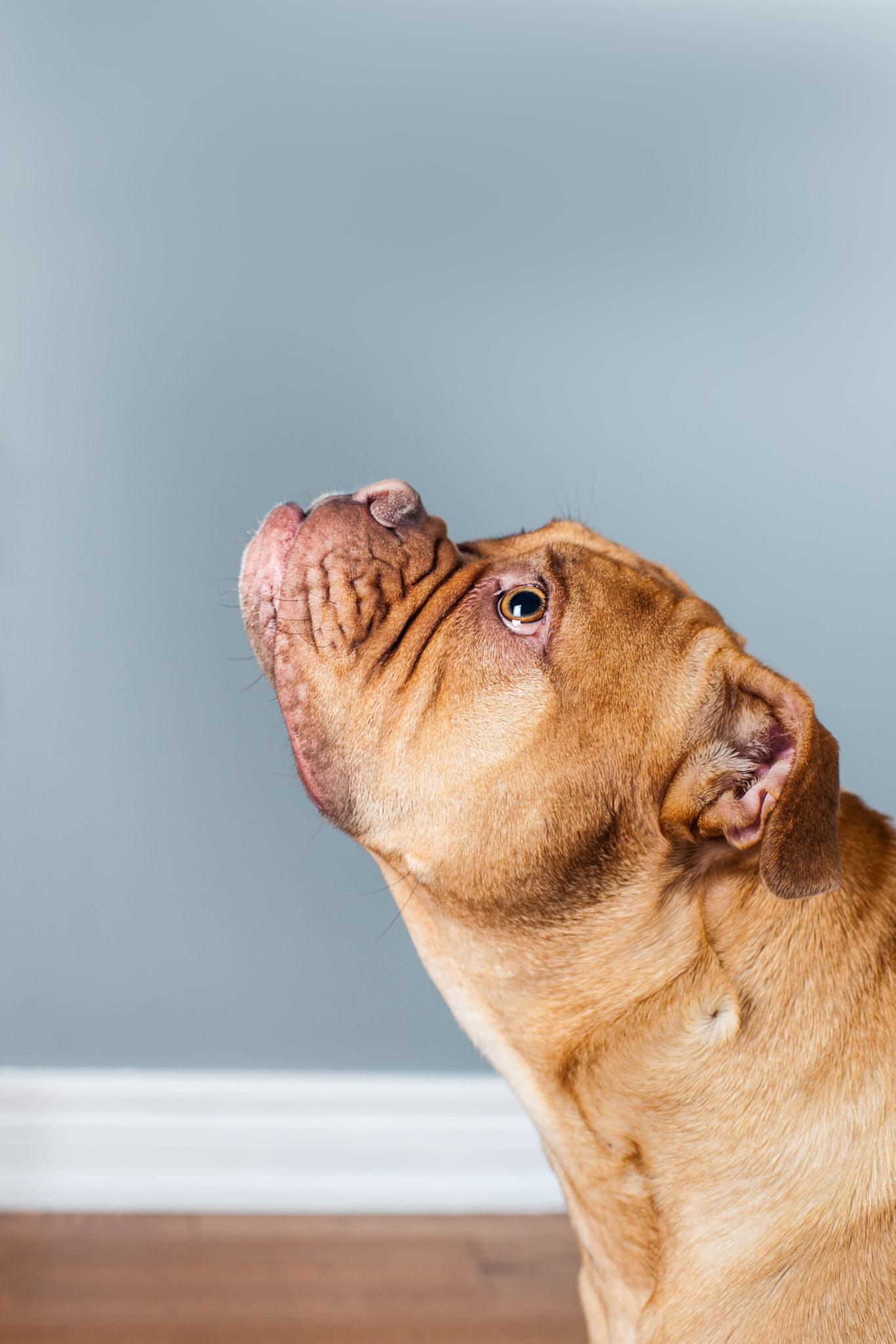 Nikon D3X + Nikon AF Nikkor 50mm F1.4D sample photo. Dog portrait photography