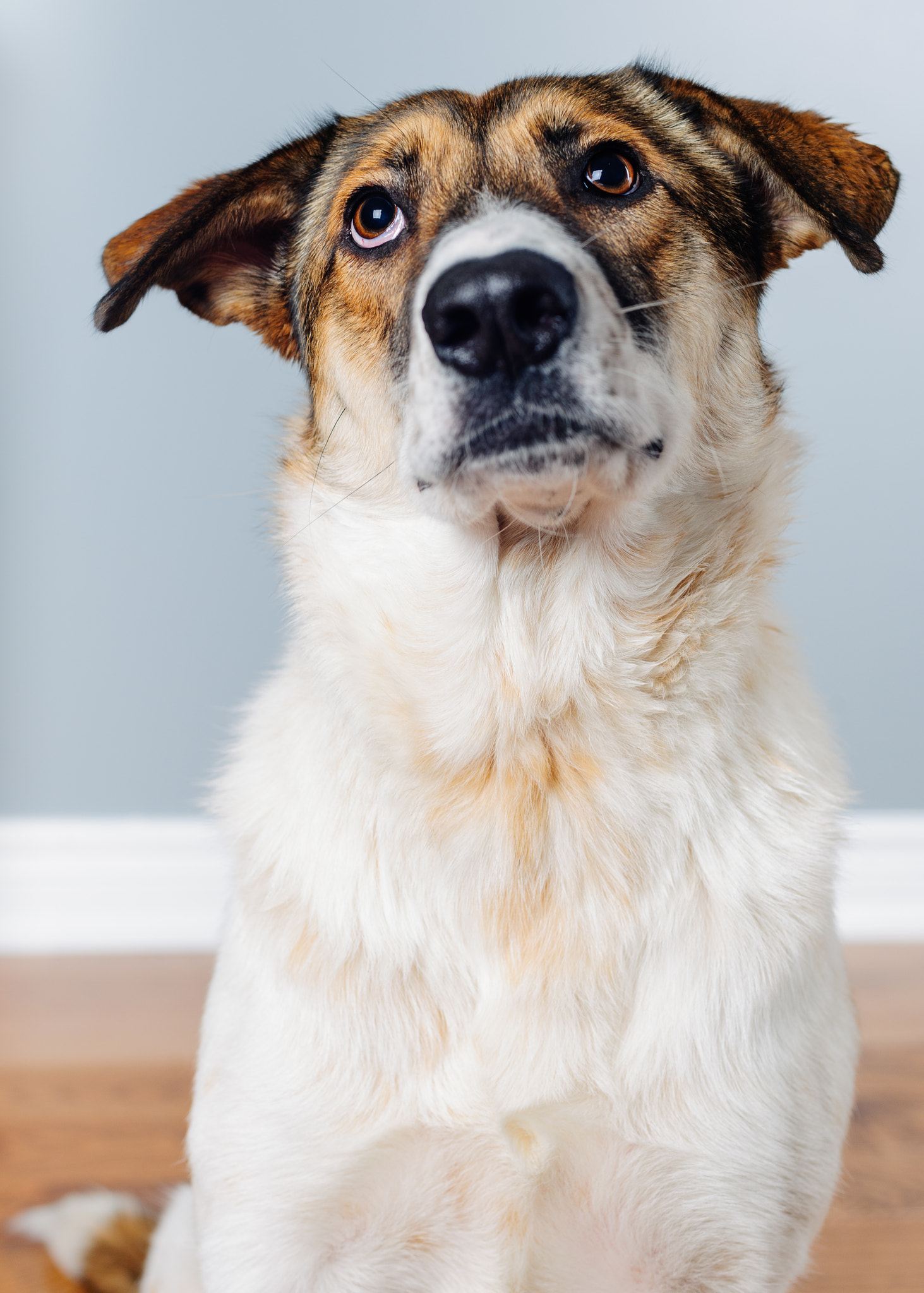 Nikon D3X + Nikon AF Nikkor 50mm F1.4D sample photo. Dog portrait photography