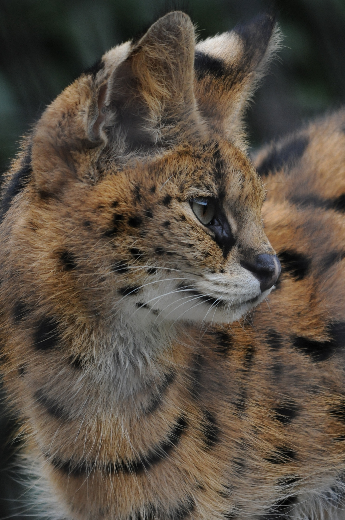 Sigma 150-500mm F5-6.3 DG OS HSM sample photo. Sound photography