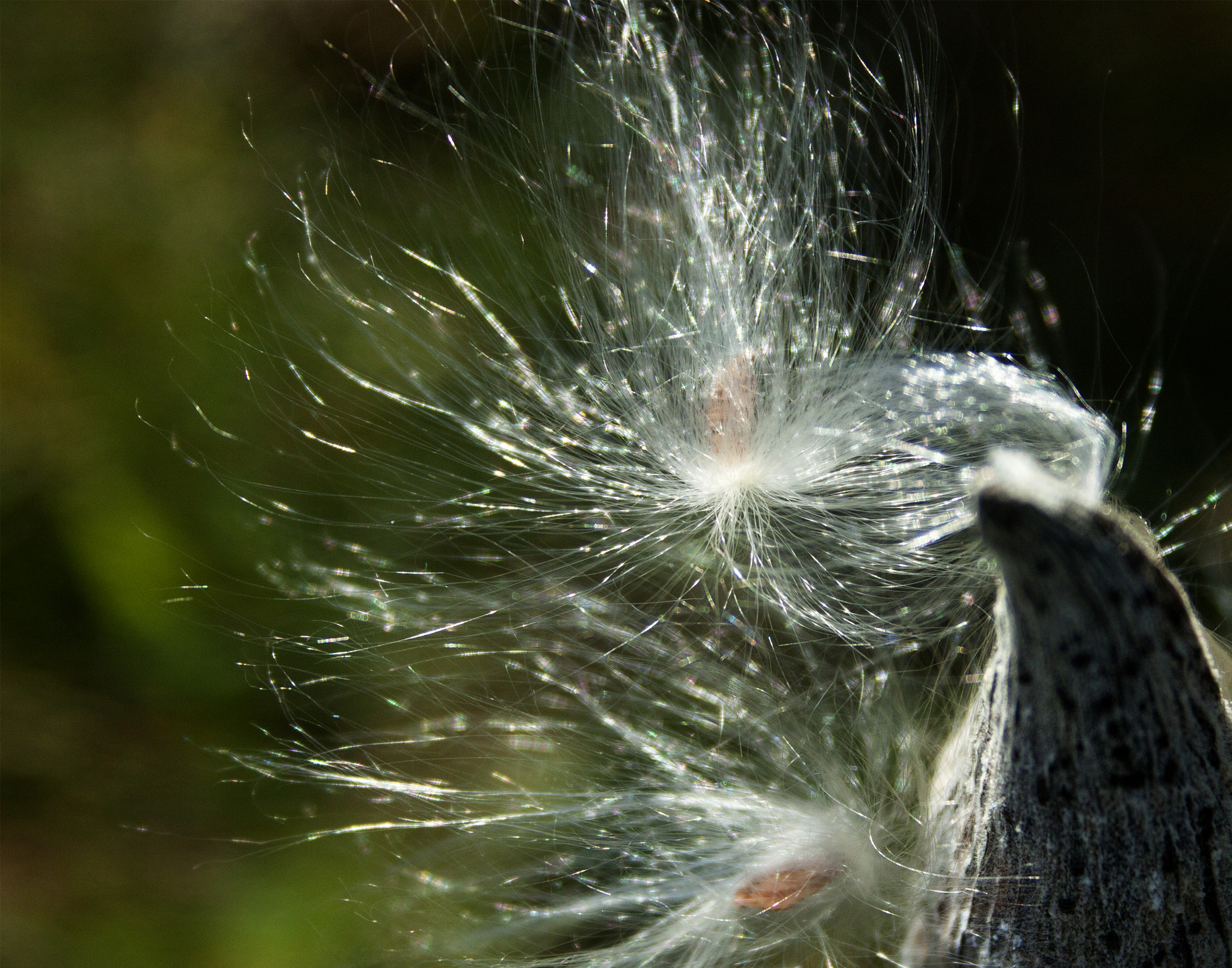 Canon EOS 50D + Canon EF-S 18-55mm F3.5-5.6 sample photo. Milkweed in wind zen photography