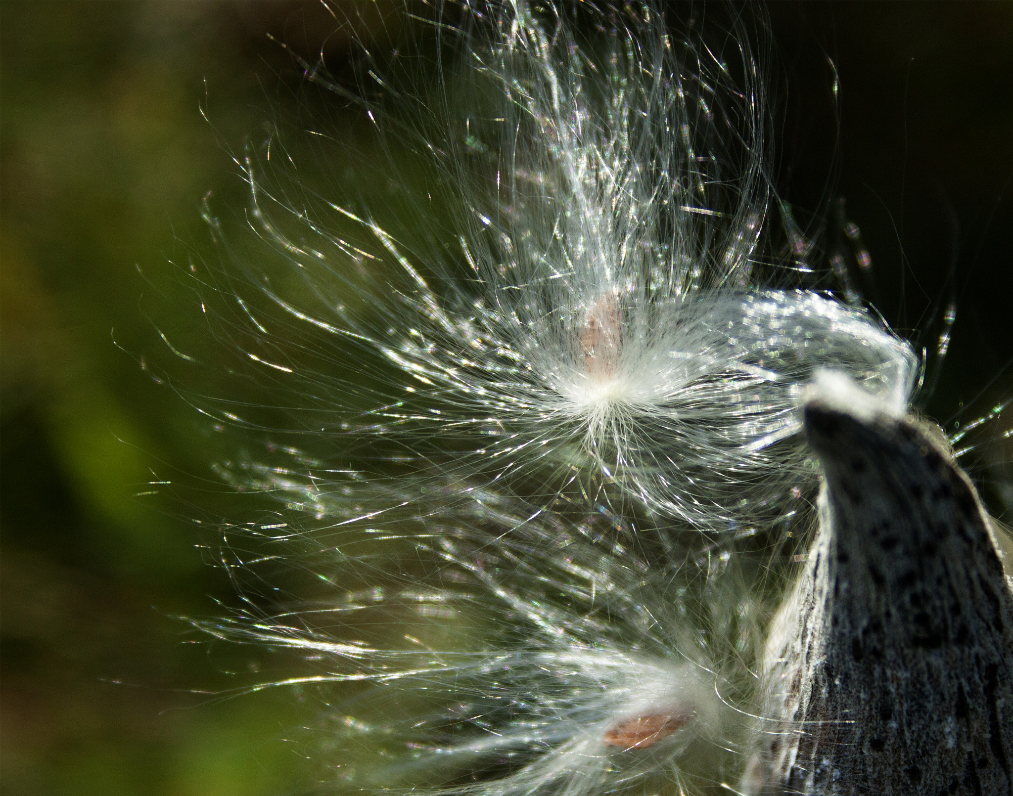 Canon EF-S 18-55mm F3.5-5.6 sample photo. Milkweed in wind zen photography