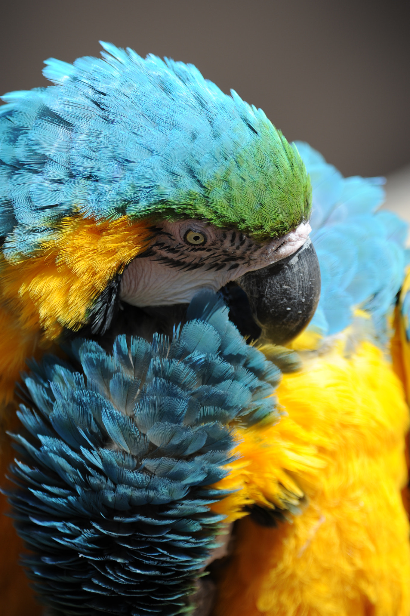 Nikon AF-S Nikkor 300mm F2.8G ED VR II sample photo. Grooming and appearance photography