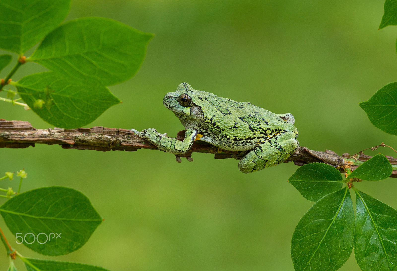 Canon EOS-1D Mark IV + Canon EF 70-200mm F4L IS USM sample photo. Grey tree frog photography