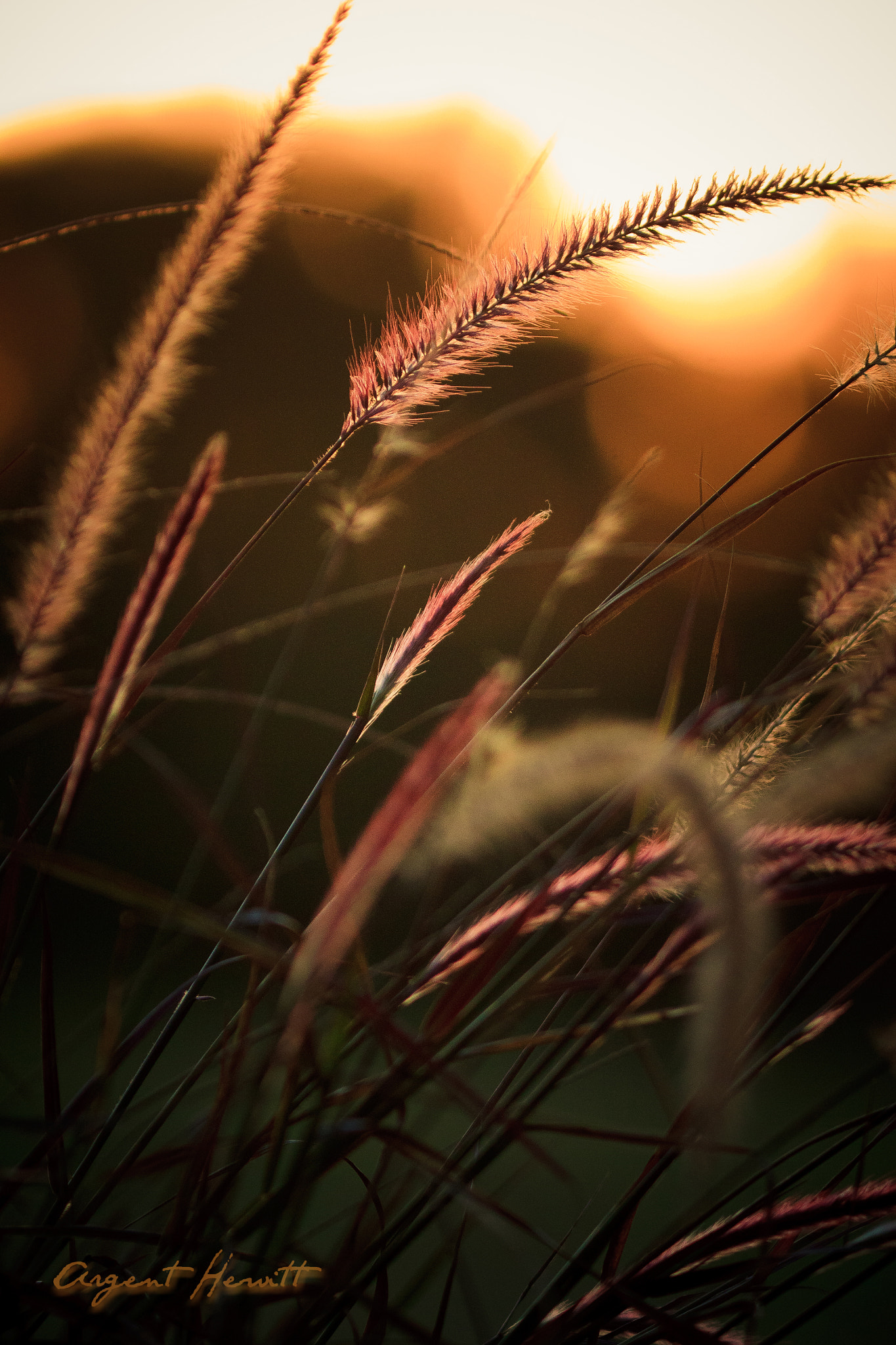 Canon EOS 50D + Canon EF 300mm F4L IS USM sample photo