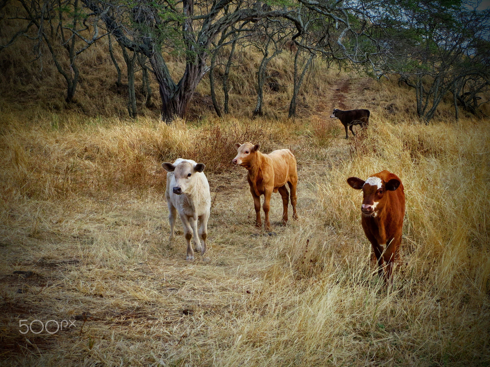 Canon PowerShot ELPH 520 HS (IXUS 500 HS / IXY 3) sample photo. Calfs on the road to hana photography