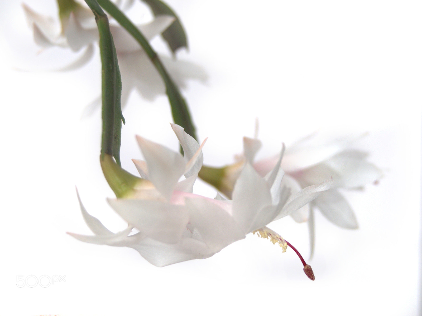 Sigma 28-90mm F3.5-5.6 Macro sample photo. White christmas cactus photography