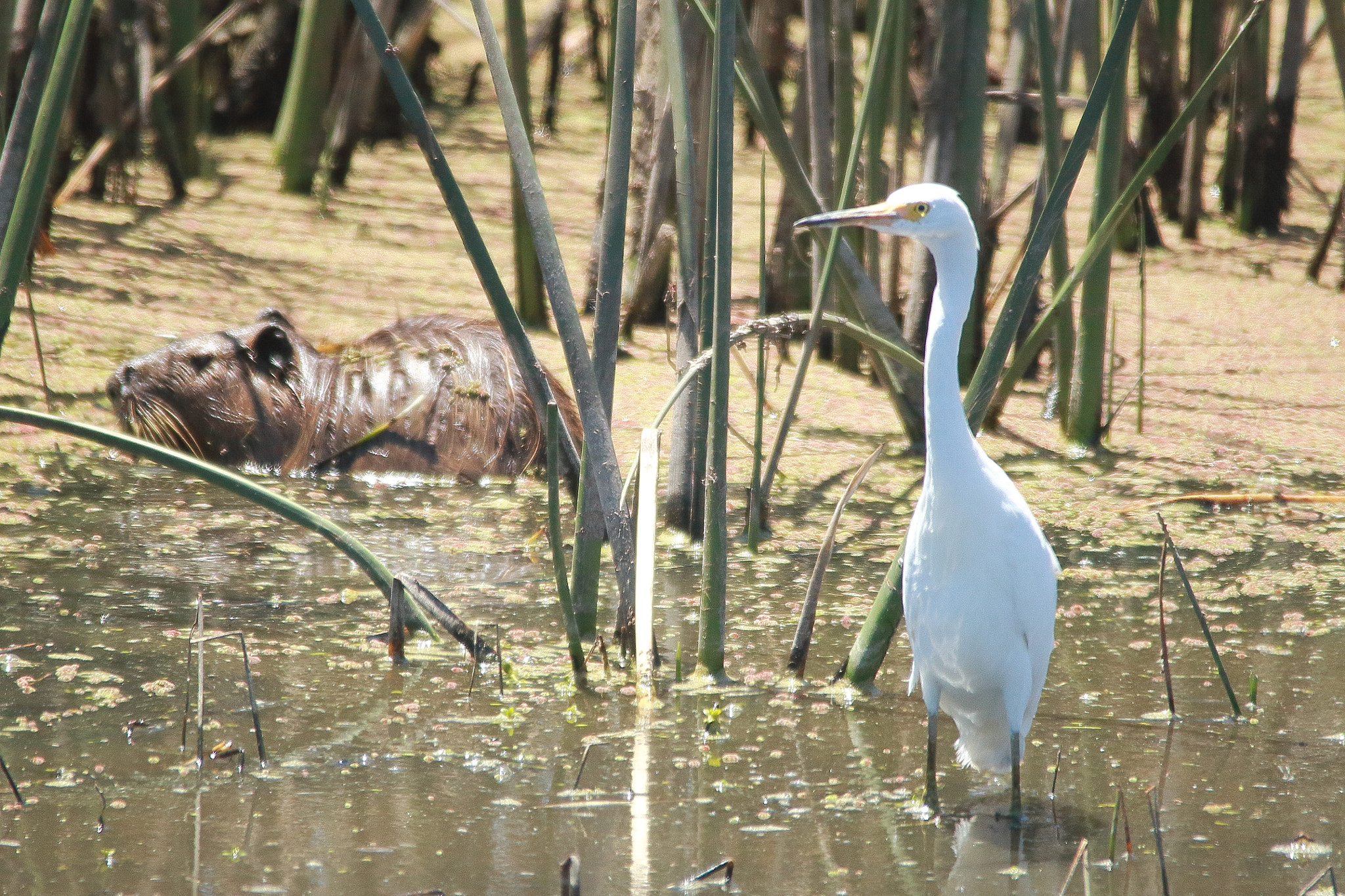 Sigma 150-500mm F5-6.3 DG OS HSM sample photo. Garza con un amigo photography
