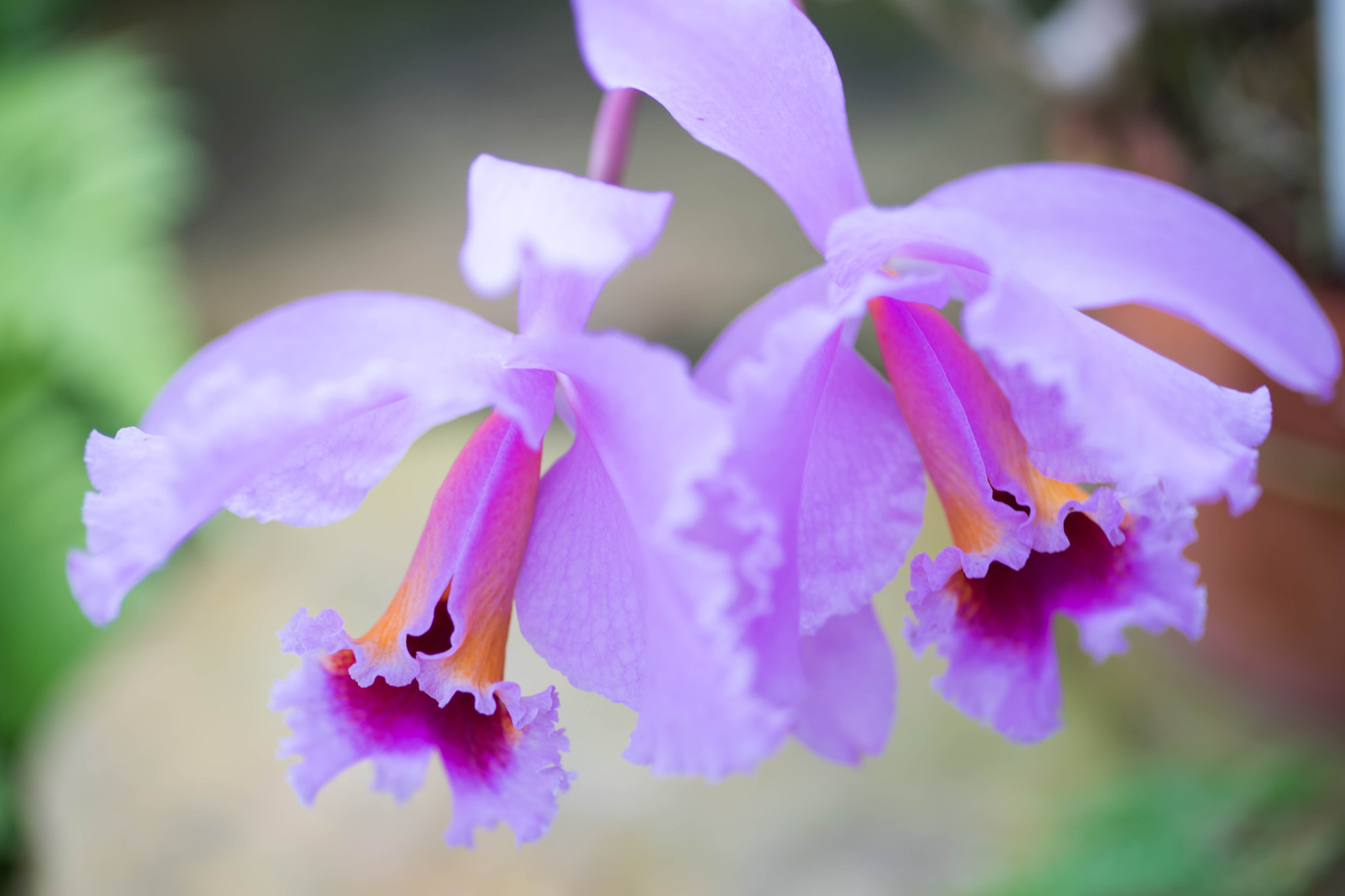 Sony a7 II + Sigma 30mm F1.4 EX DC HSM sample photo. Twins photography