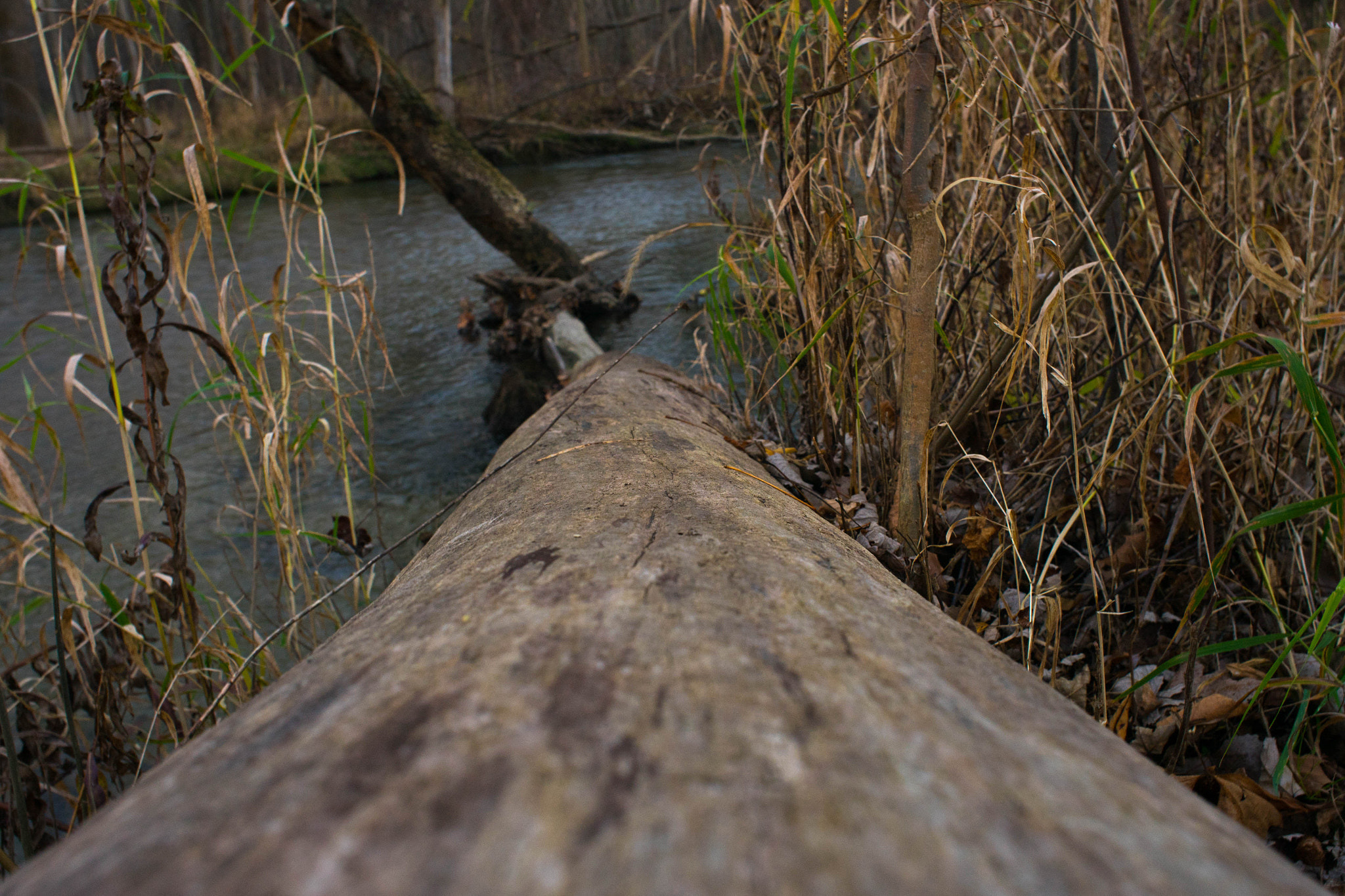 Sony a7 II + Minolta AF 24mm F2.8 sample photo. Looking down the tree photography