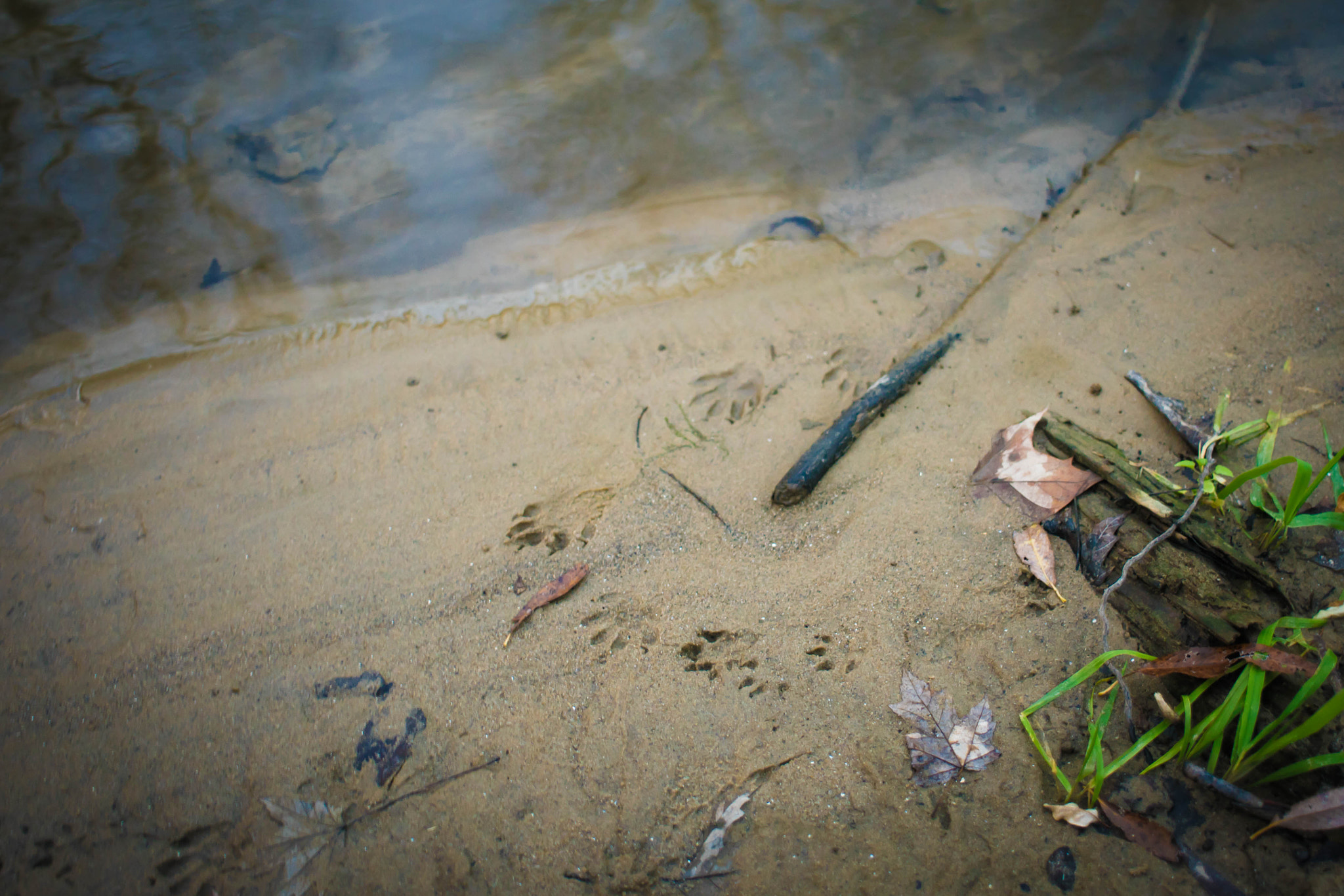 Sony a7 II + Minolta AF 24mm F2.8 sample photo. Footprints photography