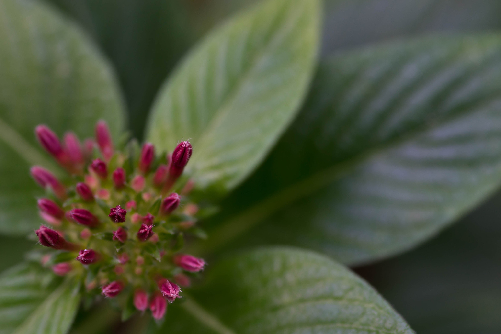 Sony a7 II + Sigma 30mm F1.4 EX DC HSM sample photo. Budding photography