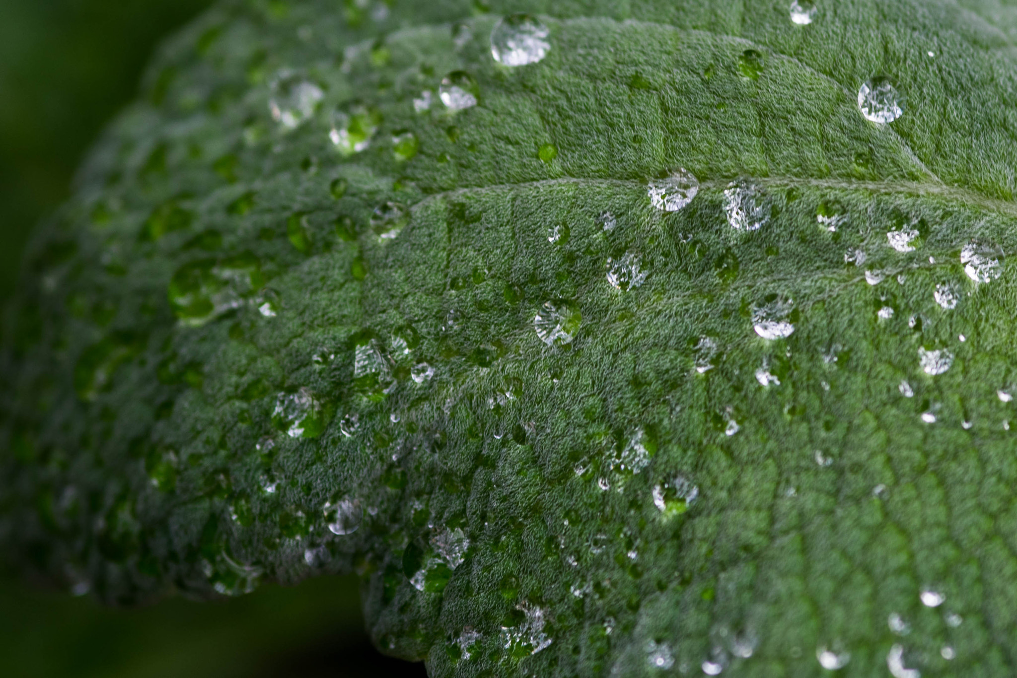 Sony a7 II + Sigma 30mm F1.4 EX DC HSM sample photo. Fuzzy water photography