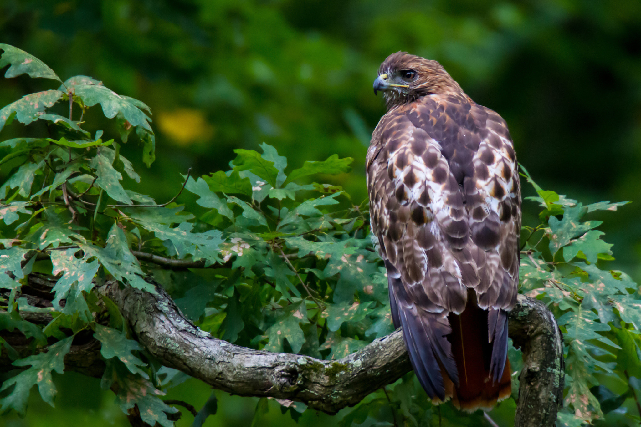 Canon EOS 7D + Sigma 100-300mm f/4 sample photo. Red tail hawk photography