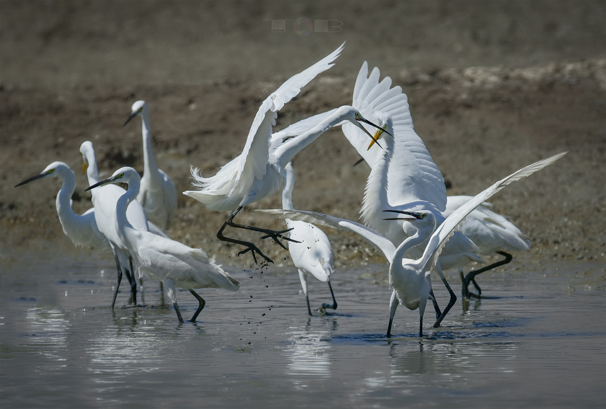 Nikon AF-S Nikkor 600mm F4D ED-IF II sample photo