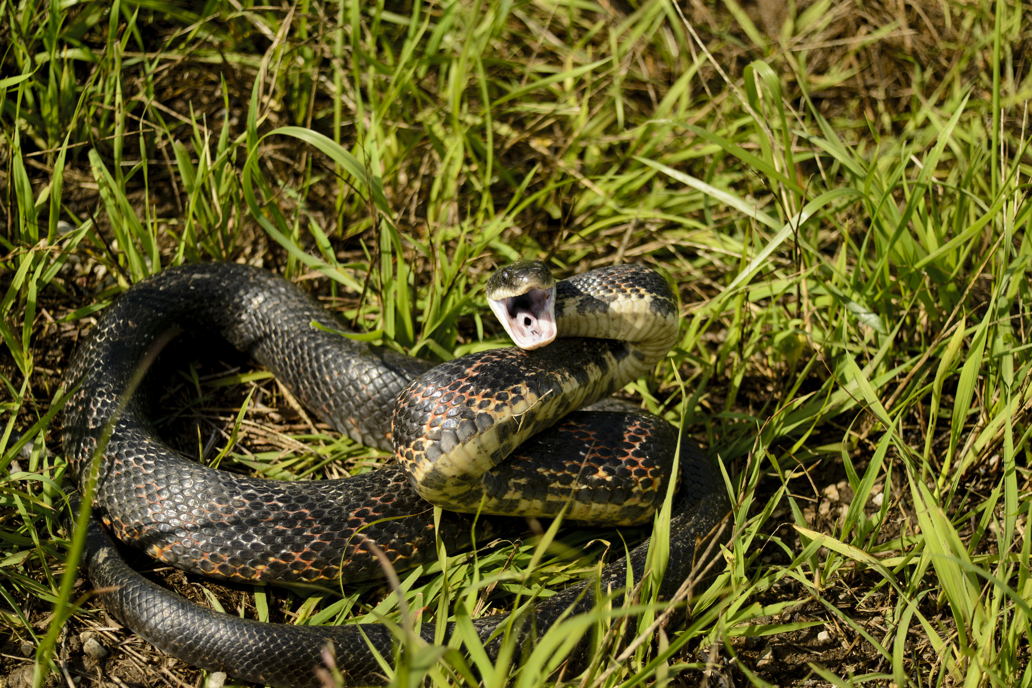 AF Zoom-Nikkor 28-80mm f/3.5-5.6D sample photo. Black snake striking photography