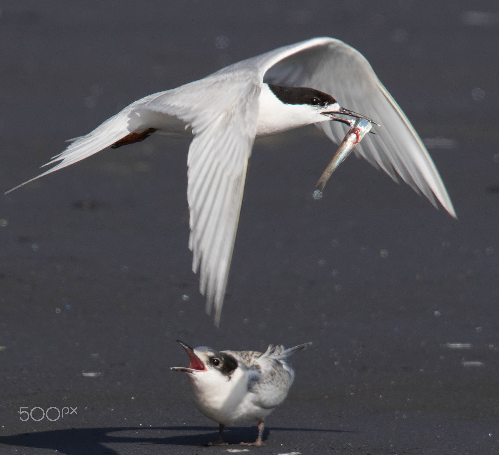 Canon EOS 7D Mark II + Tamron SP 150-600mm F5-6.3 Di VC USD sample photo. New zealand white fronted tern photography