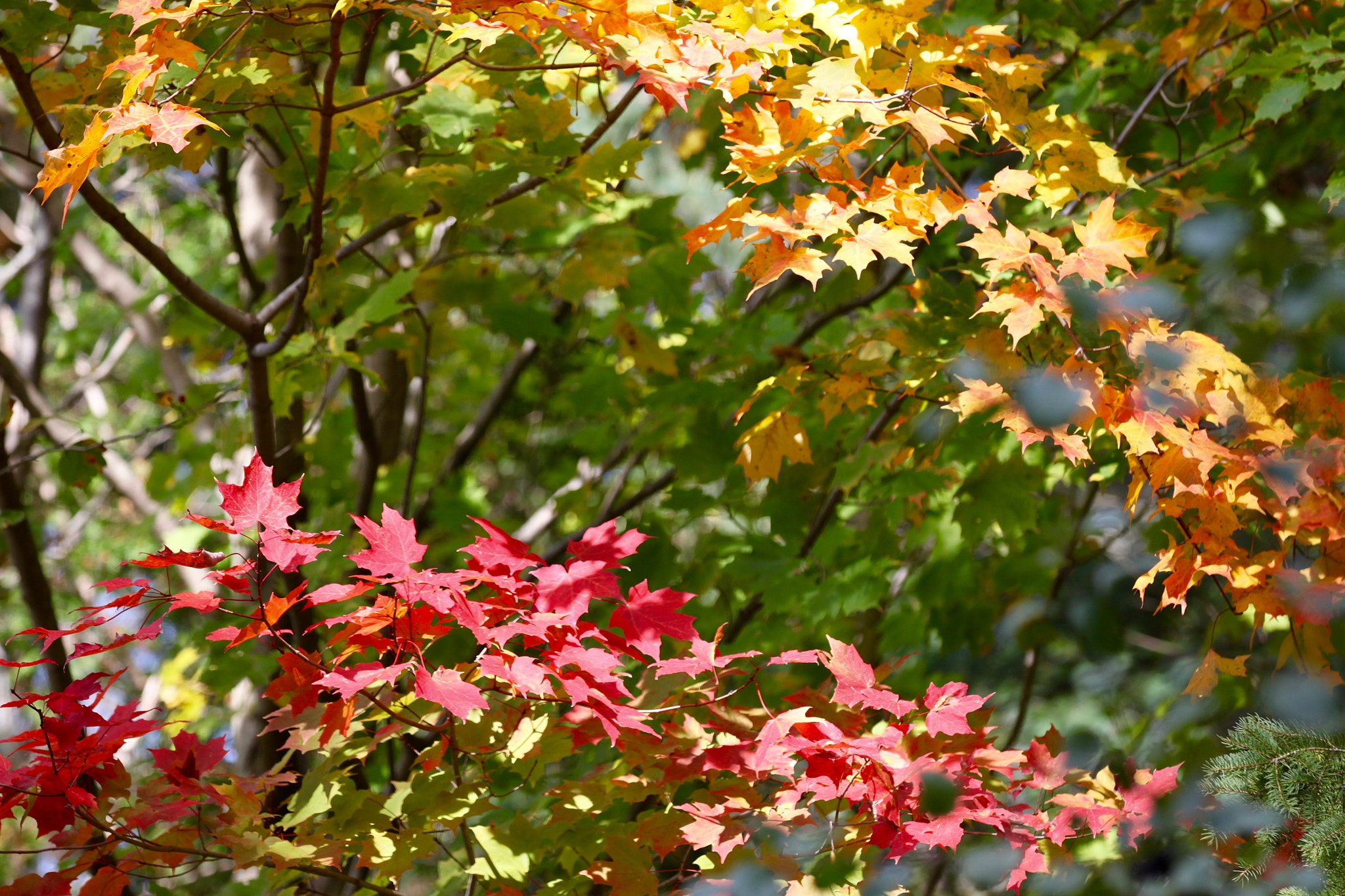 Canon EF 70-200mm F2.8L IS II USM sample photo. Img_3656.jpg photography