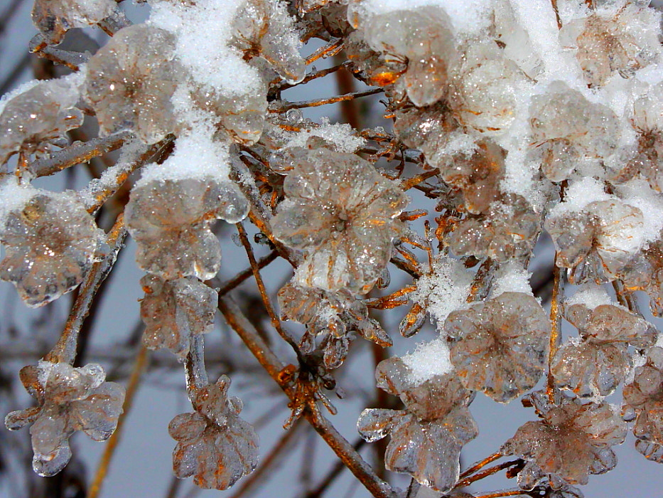 Canon EOS 50D + Canon EF 17-40mm F4L USM sample photo. Цветы в саду Снежной Королевы. photography