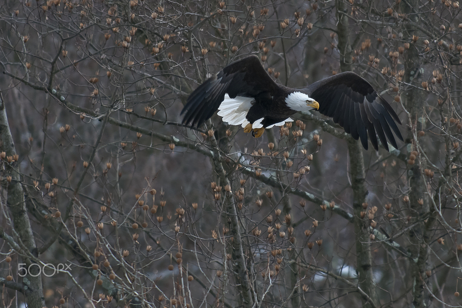 Nikon AF-S Nikkor 300mm F2.8G ED-IF VR sample photo. Winter bald eagle adult photography
