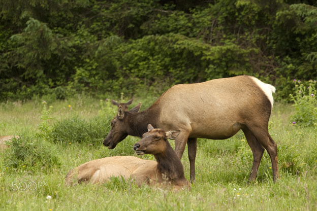 Canon EOS 500D (EOS Rebel T1i / EOS Kiss X3) sample photo. Elk - california coast photography