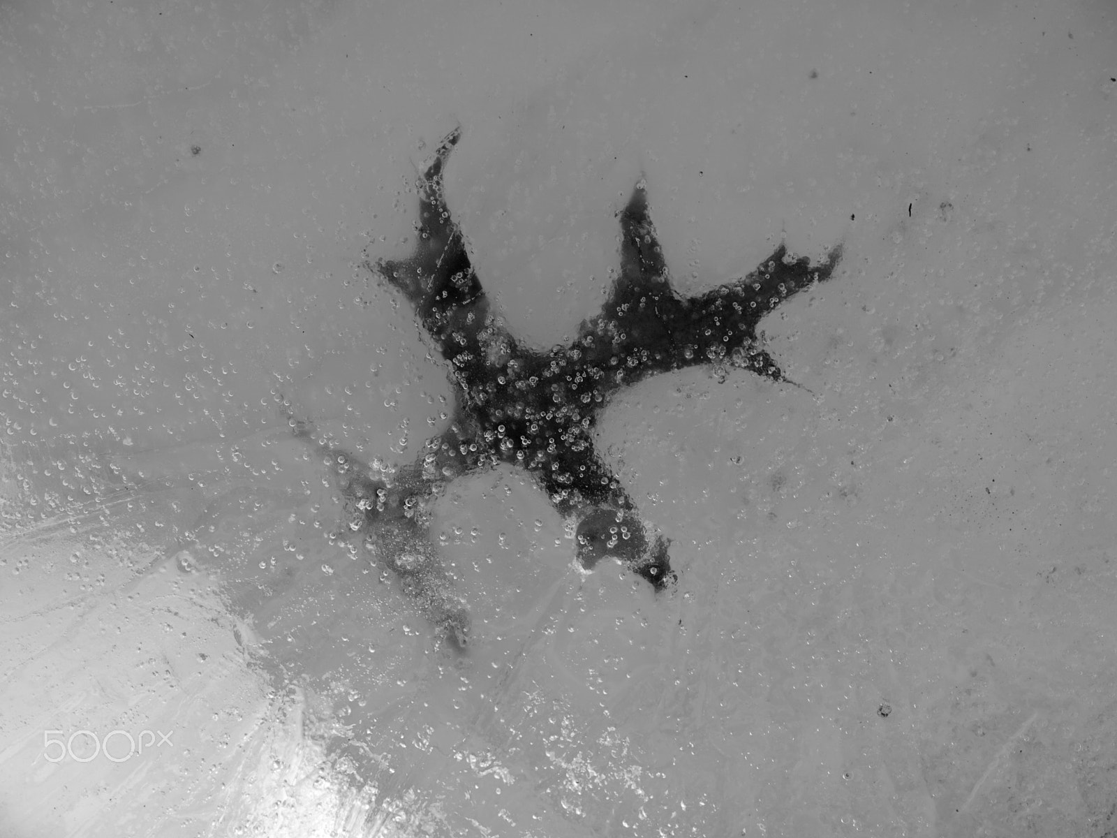 Olympus E-420 (EVOLT E-420) + OLYMPUS 14-54mm Lens sample photo. Frozen leaf photography