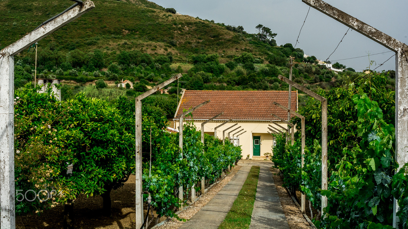 AF Zoom-Nikkor 28-80mm f/3.3-5.6G sample photo. Lemons and grapes by the house photography