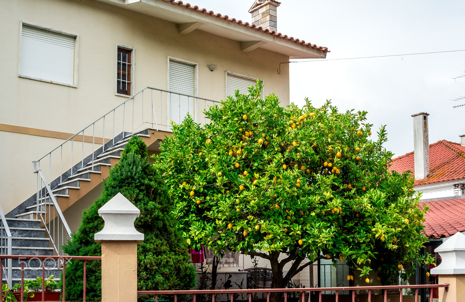 AF Zoom-Nikkor 28-80mm f/3.3-5.6G sample photo. Lemons and grapes by the house photography