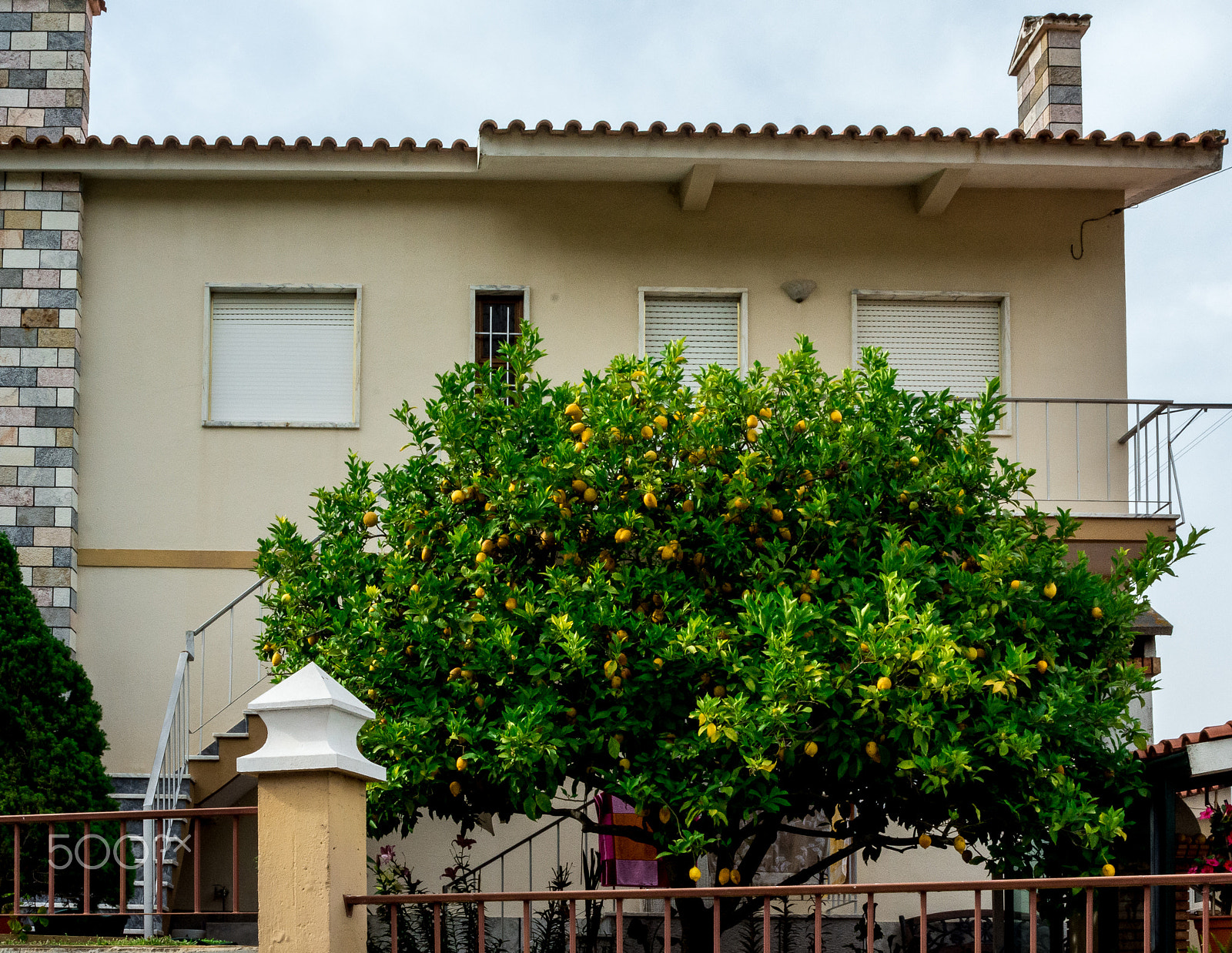 AF Zoom-Nikkor 28-80mm f/3.3-5.6G sample photo. Lemons and grapes by the house photography
