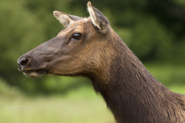 Canon EOS 500D (EOS Rebel T1i / EOS Kiss X3) sample photo. Cow elk portrait photography
