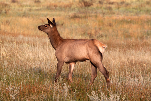 Canon EOS 500D (EOS Rebel T1i / EOS Kiss X3) sample photo. Young bull elk photography