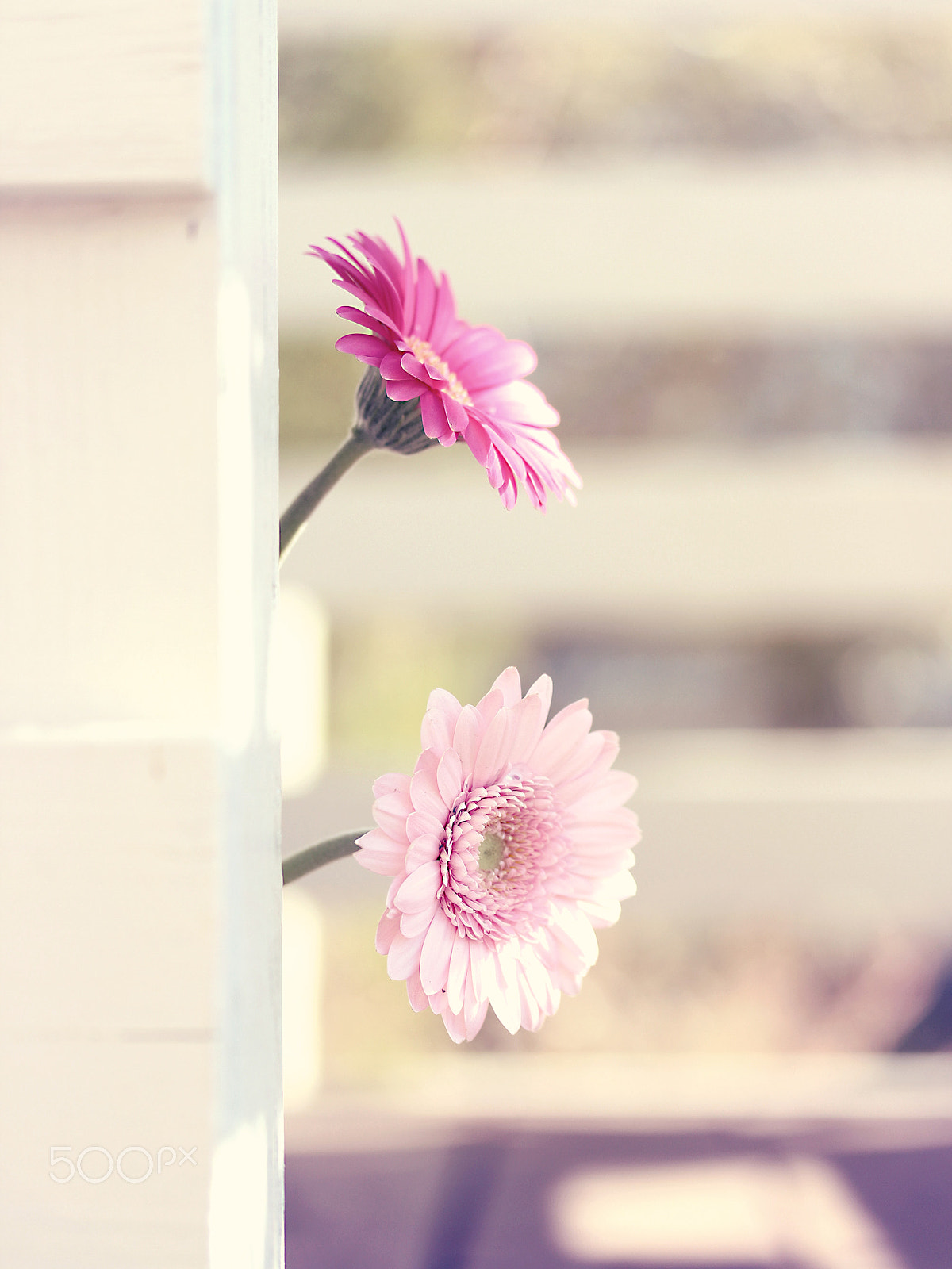 Canon EF-S 60mm F2.8 Macro USM sample photo. Garbera photography