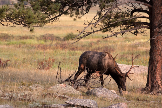 Canon EOS 500D (EOS Rebel T1i / EOS Kiss X3) sample photo. Muddy bull elk photography