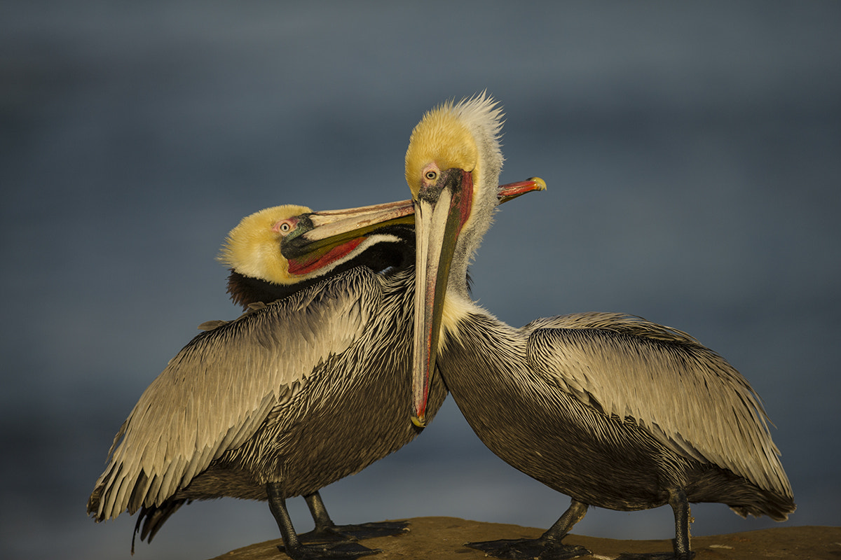Nikon AF-S Nikkor 300mm F2.8G ED-IF VR sample photo. Pelican pair photography