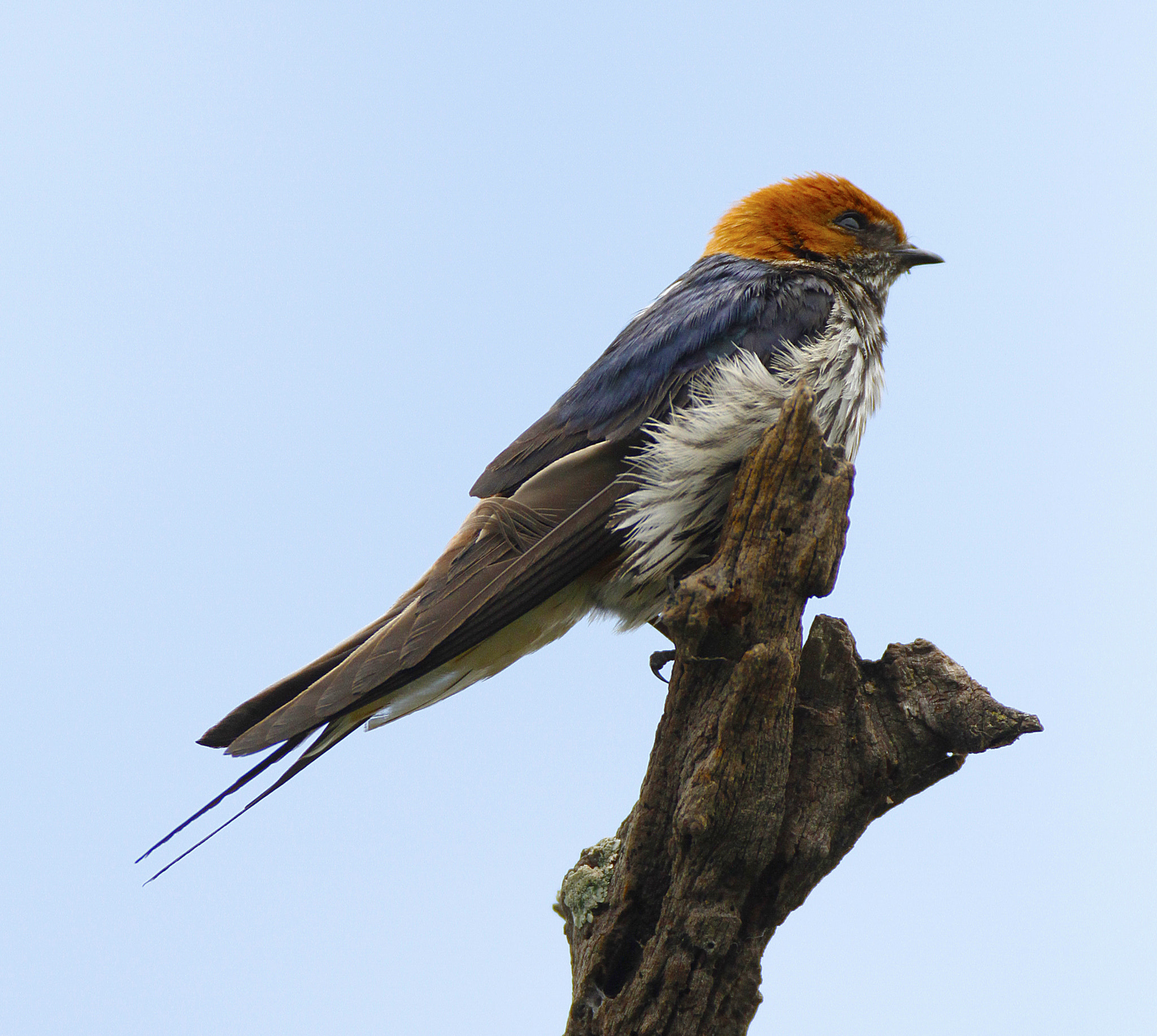 Sigma 120-300mm F2.8 EX DG HSM sample photo. Solitude photography