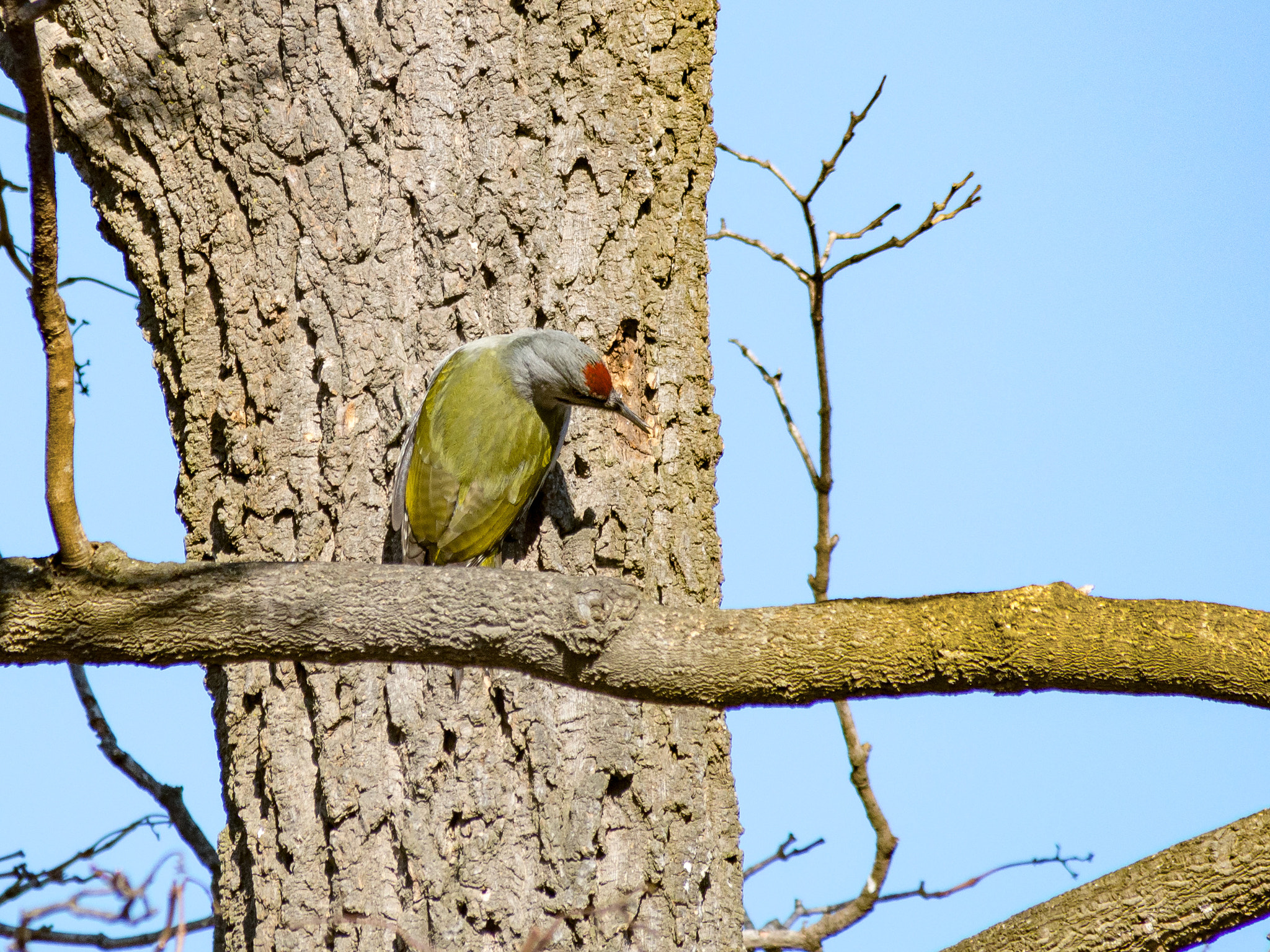 Olympus OM-D E-M5 sample photo. Picus canus photography