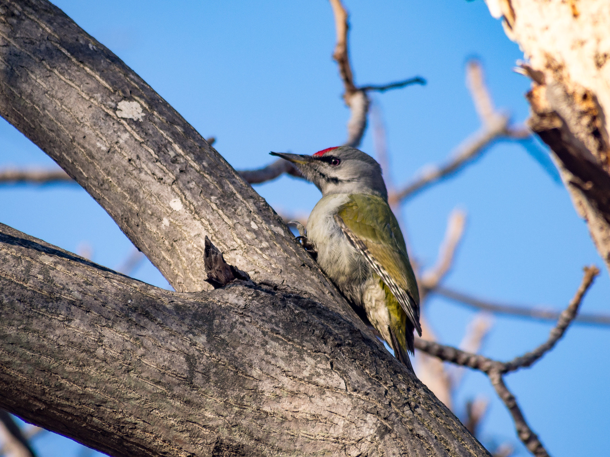 Olympus OM-D E-M5 sample photo. Picus canus photography