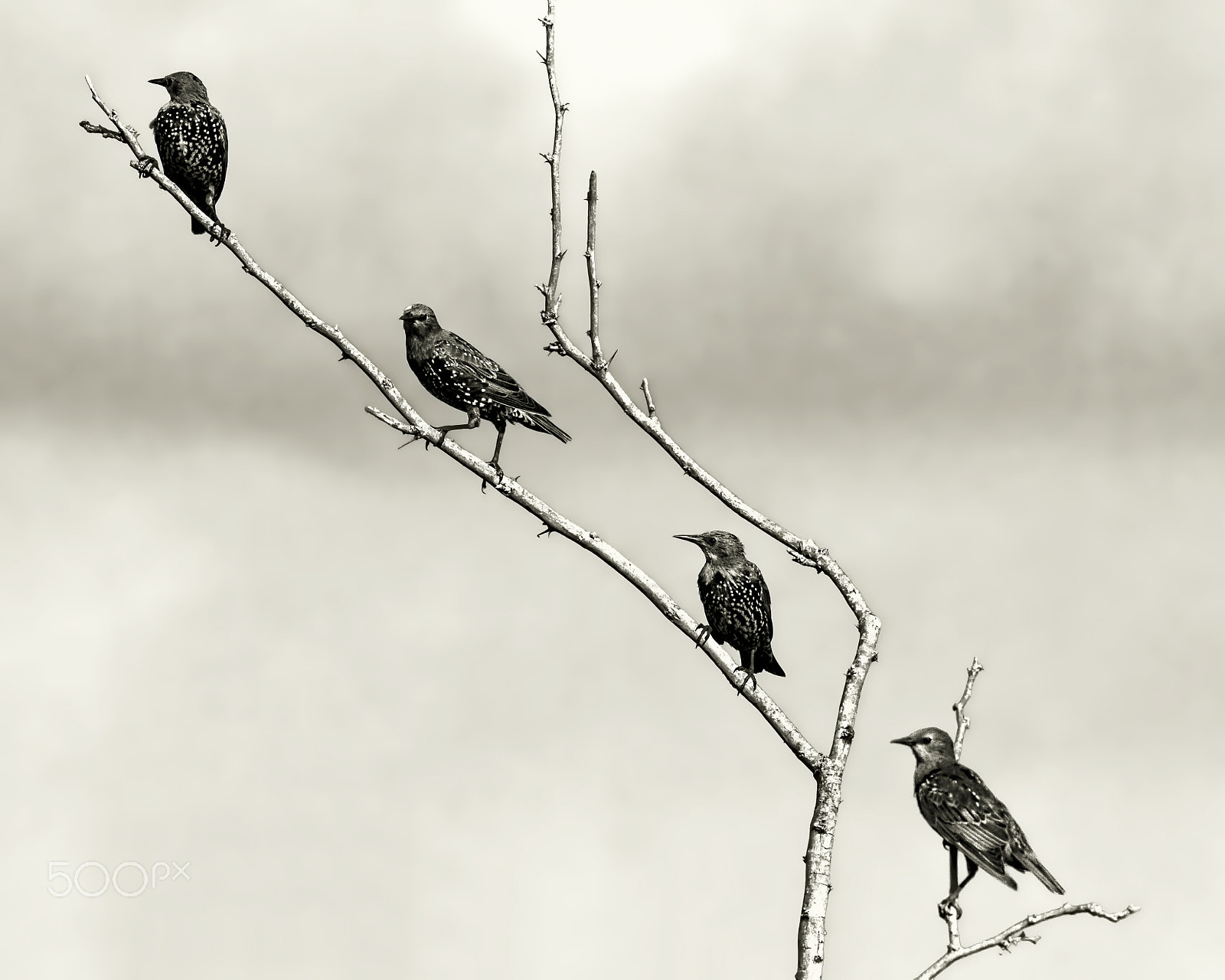 Canon EOS 7D + Canon EF 400mm F4.0 DO IS USM sample photo. Starlings in alignment photography